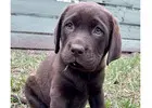 Labrador Retriever puppies for sale in Melbourne & surrounds in Victoria. We are a Licensed dog bree