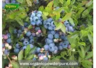Premium Blueberry Lowbush Powder at Organic Pure