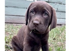 Retrievador Puppies for Sale Melbourne